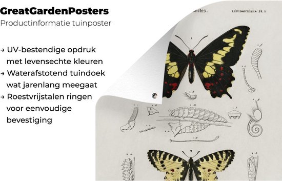 Décoration murale Papillon - Vintage - Insectes - 120x180 cm - Affiche de jardin - Toile de jardin
