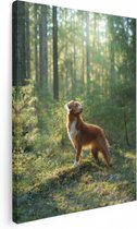 Artaza Canvas Schilderij Retriever Hond In Het Bos Met Zon - 60x80 - Foto Op Canvas - Canvas Print
