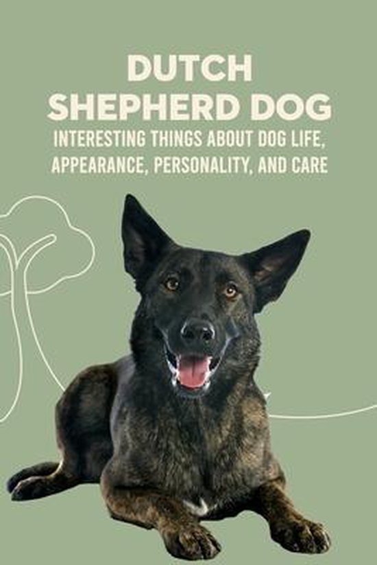 Dutch Shepherd Dog: Interesting Things about Dog Life, Appearance, Personality, And Care