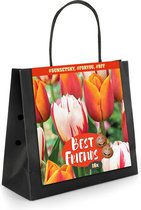 16x Tulp - Tulipa - Mix 'Sunset Sky' - 16 bollen