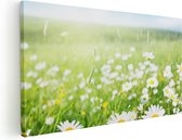 Artaza - Peinture sur toile - Champ de fleurs de marguerites - Fleurs - 60x30 - Photo sur toile - Impression sur toile
