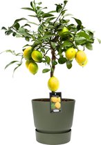 Fruitgewas van Botanicly – Citroenboom – Hoogte: 80 cm – Citrus Limon