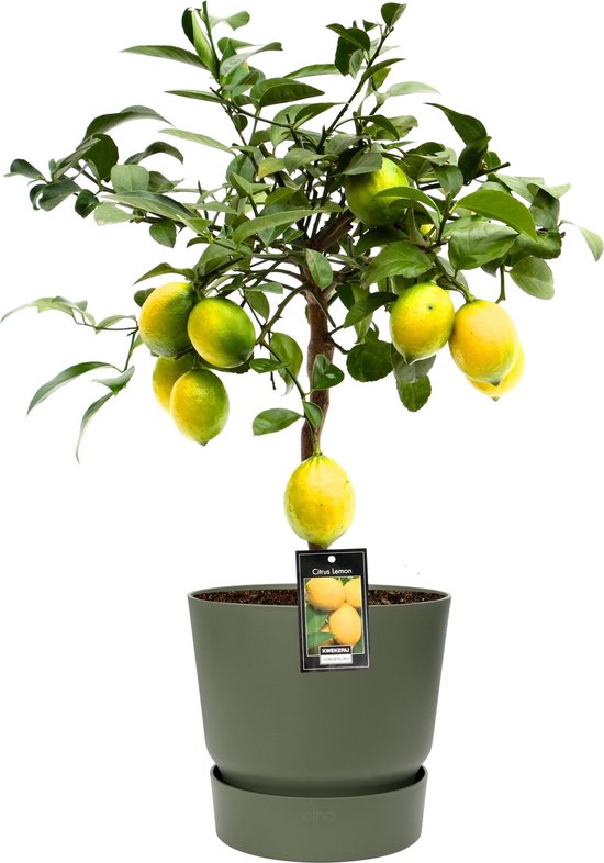 Citroenboom - Set van 3 - Citrus limon - Hoogte 25-40cm - ⌀9cm