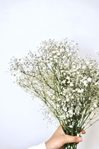 Gipskruid - Droogbloemen - 75 cm - Vers - 5 takken - Natuurlijk Bloemen