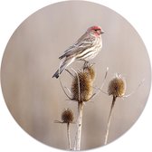 Label2X Muurcirkel small birdy - Ø 140 cm - Forex