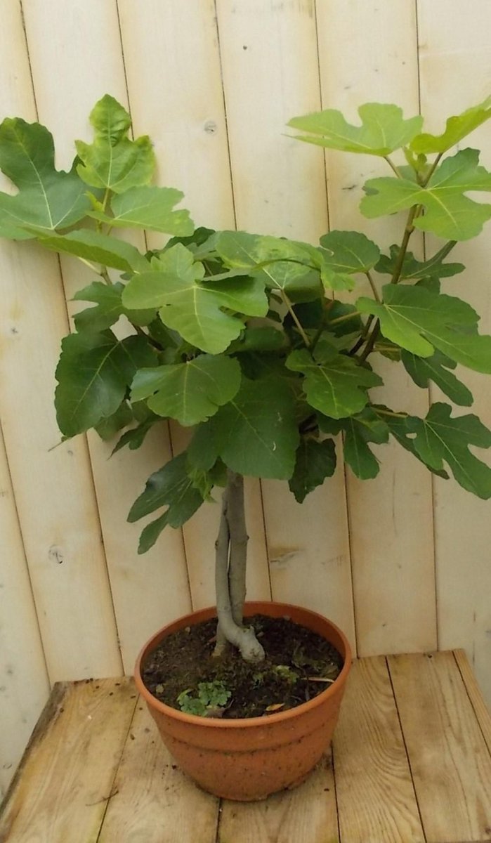 Vijg 60 cm Warentuin