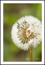 Poster Paardenbloem - Anton van Beek Collectie 70x100 cm