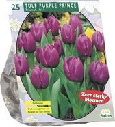 Plantenwinkel Tulipa Purple Prince Triumph tulpen bloembollen per 25 stuks