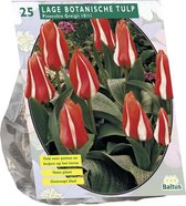 Plantenwinkel Tulpen Pinocchio Greigii tulpen bloembollen per 25 stuks