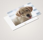 Cadeautip! Luxe Labrador Ansichtkaarten set 10x15 cm | 24 stuks