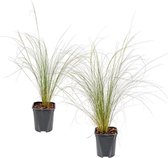 Bloomique | Stipa Tenuifolia 'Ponytails' - Vedergras per 2 stuks - Buitenplant in kwekerspot ⌀13 cm - Hoogte ↕30 cm