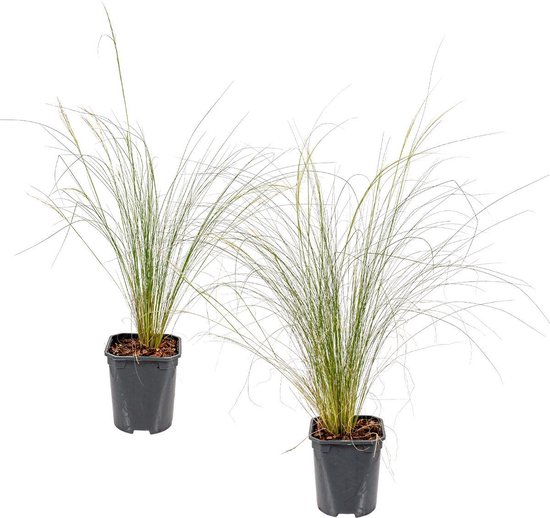 2x Stipa tenuifolia 'Ponytails' - Vedergras - Siergrassen - Winterhard - ⌀13 cm - 20-25 cm - Bloomique
