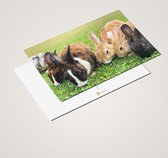 Idée cadeau ! | Set de cartes postales de Luxe Lapins 10x15 cm | 24 pièces | Cartes de vœux Lapins