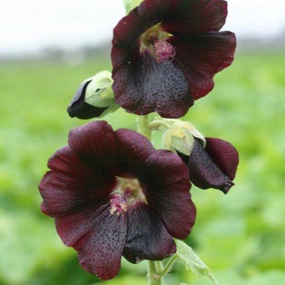 6x Alcea rosea ‘Nigra’ - Stokroos - Pot 9x9 cm - Boom en Plant