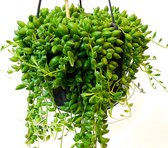 XL Senecio Erwtenplant in 17cm hangpot, Kamer Kantoor Hangplant
