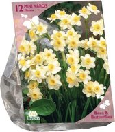 Bees & Butterflies - Narcis Mini Minnow per 12| Bloembollen | Flower bulbs | Najaarsbloeier |Bulb les fleurs