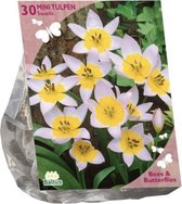 Bees & Butterflies - Tulipa Saxatilis per 30