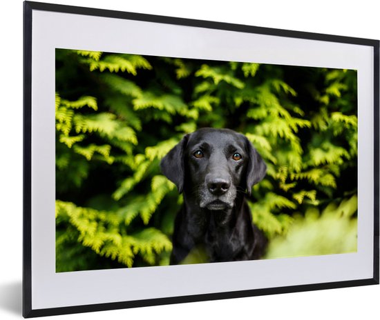 Fotolijst incl. Poster - Een zwarte Labrador Retriever tussen de groene bladeren - 60x40 cm - Posterlijst