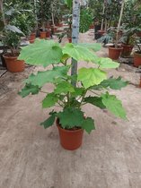 Kamerplant van Botanicly – Sparrmannia africana – Hoogte: 90 cm