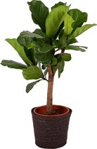 Kamerplant van Botanicly – Vioolplant  in grijs mand pot als set – Hoogte: 110 cm – Ficus Lyrata
