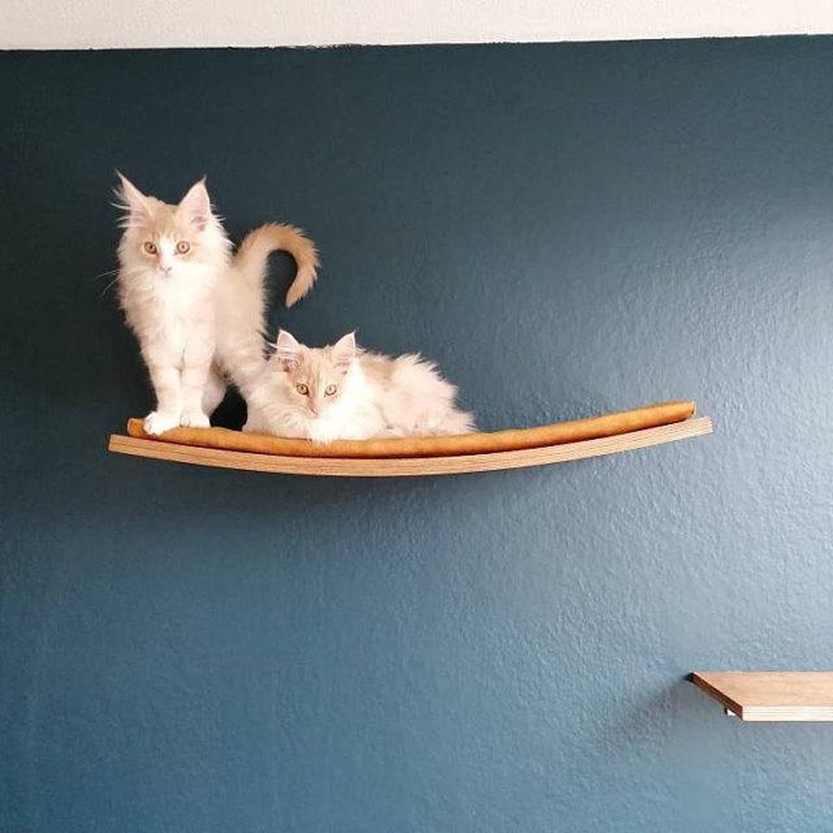 Zwevend kattenplankje - plankje voor kat - klimmuur kat - - kattenmuur... | bol.com