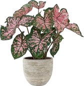 XL Caladium Florida Elise met pot Karlijn Earth ↕70cm - Kamerplant