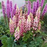 12 x Lupinus 'Gallery Pink' - Lupine in 9x9cm pot met hoogte 0-10cm