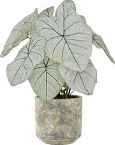 XL Caladi Candidum SR met pot Saar Earth ↕65cm - Kamerplant