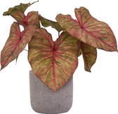 XL Caladium Autumn Beauty met pot Evelyn Pink ↕70cm - Kamerplant