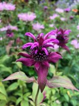 6 x Monarda ‘Aquarius’ - Bergamotplant - P9 Pot (9 x 9cm) - Dima Vaste Planten