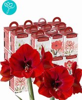 Amaryllis gift box - 24 stuks - Season of Amaryllis - ROOD - Relatiegeschenk