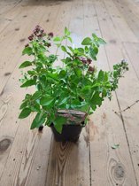 Oregano of Wilde Marjolein - oregano plant - kruidenplant in pot 9 cm - Origanum vulgare