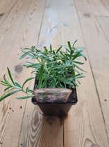 Rozemarijn plant - kruidenplant in pot 9 cm -  Rosmarinus officinalis