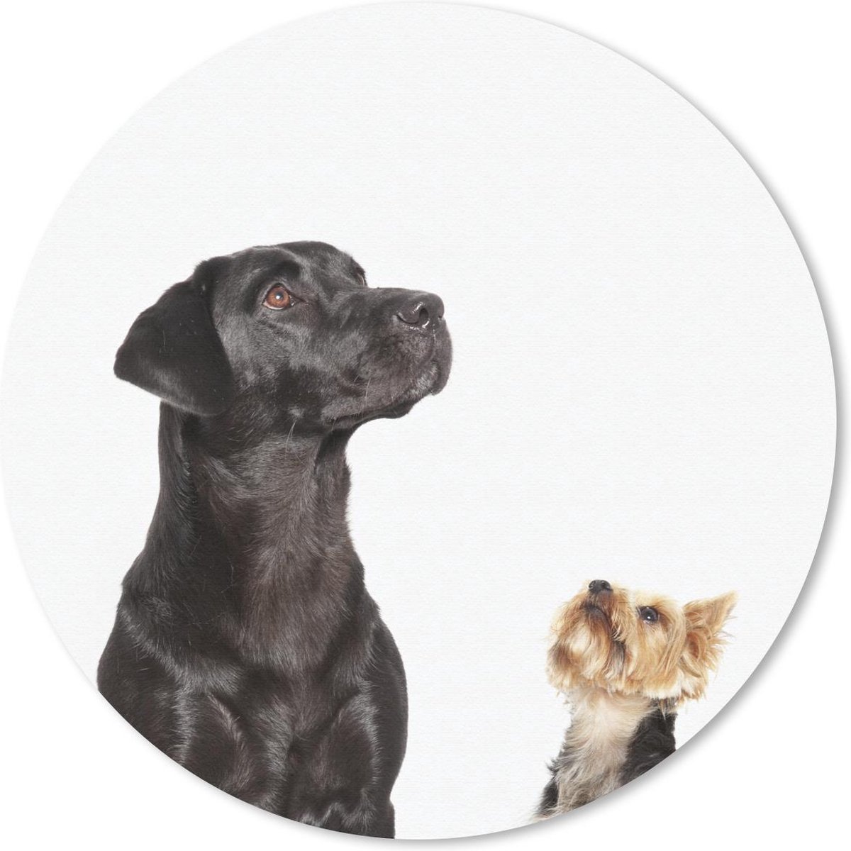 Muismat rond 40x40 cm - Mousepad Omhoog kijkende honden - Ronde muismatten