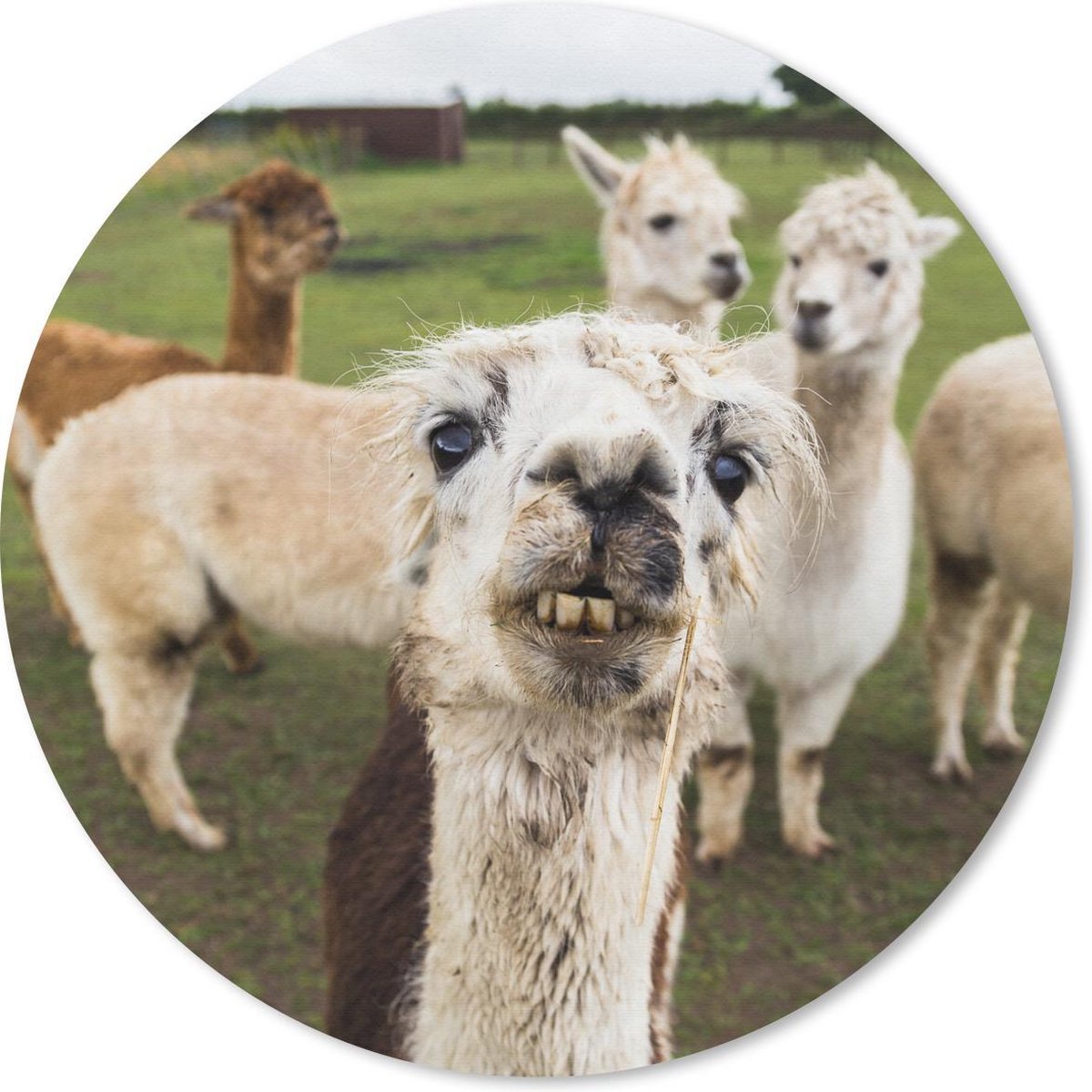Muismat rond 50x50 cm - Mousepad Lama - Selfie - Gras - Ronde muismatten