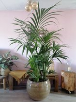 Kentia palm 170cm. cm. Een sterke plant die een ruimte meteen enorm aankleedt en een jungle look geeft.