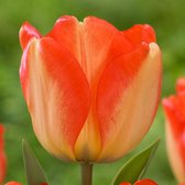 Tulipa American Dream 14/+ - 20 stuks