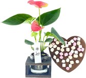 Anthurium Kamerplant cadeau met chocolade hart