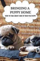 Bringing A Puppy Home: How To Take Great Care Of Your Pug Puppy