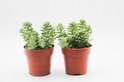 Find the perfect Sedum Burro's Tail for you on Bol.com