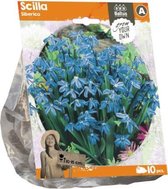 Plantenwinkel Scilla Siberica Sterhyacint bloembollen per 10 stuks