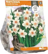 Plantenwinkel Narcissus Jonquilla Bell Song bloembollen per 5 stuks