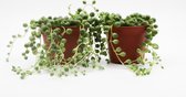 Ikhebeencactus Senecio Rowleyanus tear drops hangplant 2 stuks 8,5cm pot