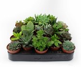 Mini Succulenten mix  Ø6cm  Schattige plantjes  Plant Kado