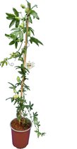 Passiflora caerulea - totale hoogte 80+ cm - pot 19 cm