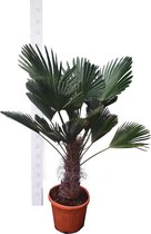 Trachycarpus wagnerianus - stam 40+  cm - totale hoogte 140+ cm - pot Ø 35 cm