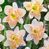 15x Narcissen - Narcissus 'Palmares' - wit-roze - 15 bollen - Ø12cm