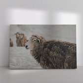 Canvas Schilderijen - Schaap in de Sneeuw Canvas - 75 cm x 50 cm - Wanddecoratie