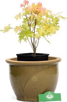 Acer palmatum 'Orange Dream', Japanse esdoorn, 3 liter pot
