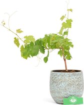 Vitis vinifera ' Cabernet Cantor' druivenplant, blauw, 13 cm pot